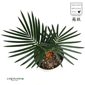 ソテツ（こども蘇鉄） 3.5号 プラスチック苗 1鉢 蘇鉄 裸子植物 ジャパニーズ・サゴ・パーム Cycas revoluta Japanese sago palm