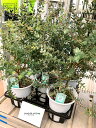 【ケース販売：5入】 ユーカリ（ハルブラ） 6号 プラスチック苗 5鉢 Eucalyptus