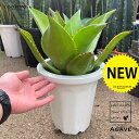 アガベ（ボッテリー） 8号 プラスチック鉢 1鉢 アロエボッテリー Agave