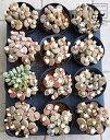 yP[X̔F12z g[vX 3.5 vX`bNc 12 CVRMN A  Lithops