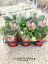 【ケース販売:6入】 イチゴ(よつぼし:実付き) 5号 プラスチック苗 6鉢 Strawberry