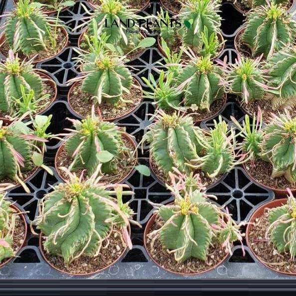 ユーフォルビア プルビナータ（笹蟹丸） 2.5号 プラスチック苗 1鉢 ユーフォルビアプルビナータ Euphorbia pulvinata