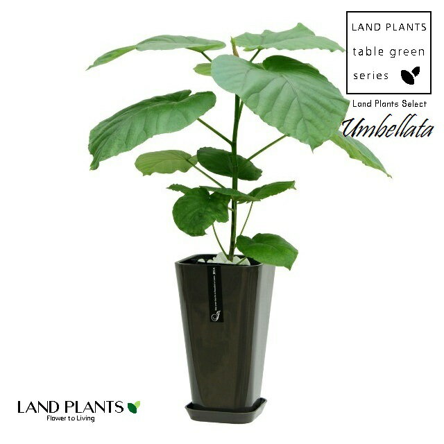 フィカス（ウンベラータ） 角型 スタイリッシュ プラ鉢 黒色 1鉢 フィカスウンベラータ ゴムの木 ゴム ..