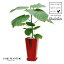 フィカス（ウンベラータ） 角型 スタイリッシュ プラ鉢 赤色 1鉢 フィカスウンベラータ ゴムの木 ゴム Ficus umbellata