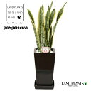 サンスベリア（ローレンチ） 角型 スリム 陶器鉢 黒色 1鉢 サンセベリア トラノオ sansevieria