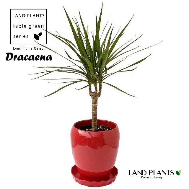 ドラセナ（コンシンナ） 5号 丸型 陶器鉢 赤色 1鉢 コンシンネ dracaena