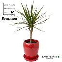 ドラセナ（コンシンナ） 5号 丸型 陶器鉢 赤色 1鉢 コンシンネ dracaena