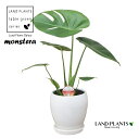 モンステラ(デリシオサ) 5号 丸型 陶器鉢 白色 1鉢 ホウライショウ Monstera