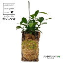 KW}iwSj 3 Ǌ|d 1 ܂  K̖ LWi[  חt  Վ  Ficus microcarpa