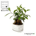 KW}ij x ^ 픫 F 5 1 ܂  K̖ LWi[  חt  Վ  Ficus microcarpa