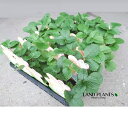 【ケース販売:28入】 イチゴ(バインベリー:観賞用) 3号 ポット苗 28鉢 白イチゴ Strawberry