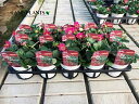 【ケース販売:15入】 イチゴ(ガーデンストロベリー:四季成り) 3.5号 プラスチック苗 15鉢 Strawberry