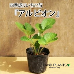 【ケース販売：28入】 イチゴ（アルビオン） 3号 プラスチック苗 28鉢 Strawberry