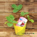【ケース販売:28入】 イチゴ(アイベリー) 3号 プラスチック苗 28鉢 Strawberry