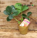 【ケース販売:28入】 イチゴ(アカネッコ) 3号 プラスチック苗 28鉢 Strawberry