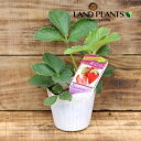 【ケース販売:28入】 イチゴ(オイCベリー) 3号 プラスチック苗 28鉢 オイシーベリー Strawberry