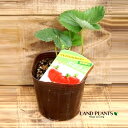 【ケース販売:28入】 イチゴ(オオキミ) 3号 プラスチック苗 28鉢 Strawberry