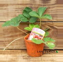 【ケース販売:28入】 イチゴ(サチノカ) 3号 プラスチック苗 28鉢 Strawberry