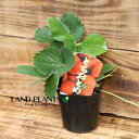 【ケース販売:28入】 イチゴ(トチオトメ) 3号 プラスチック苗 28鉢 Strawberry