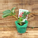【ケース販売:28入】 イチゴ(トヨノカ) 3号 プラスチック苗 28鉢 Strawberry