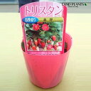 【ケース販売:28入】 イチゴ(トリスタン) 3号 プラスチック苗 28鉢 Strawberry