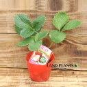 【ケース販売:28入】 イチゴ(ニョホウ:女峰) 3号 プラスチック苗 28鉢 Strawberry