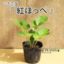 【ケース販売:28入】 イチゴ(ベニホッペ:紅ほっぺ) 3号 プラスチック苗 28鉢 Strawberry