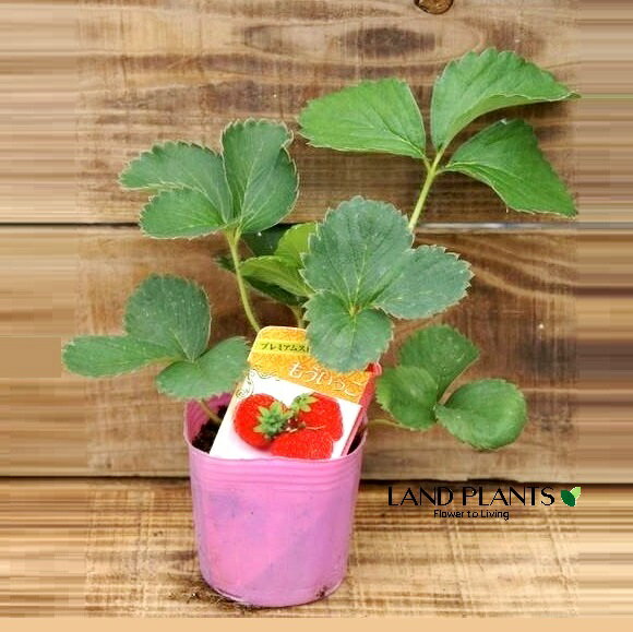 【ケース販売：28入】 イチゴ（モウイッコ：もういっこ） 3号 プラスチック苗 28鉢 Strawberry