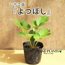 【ケース販売:28入】 イチゴ(よつぼし) 3号 プラスチック苗 28鉢 Strawberry