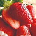 【ケース販売：28入】 イチゴ（レッドパール：アイベリーととよのかの交配種） 3号 プラスチック苗 28鉢 Strawberry