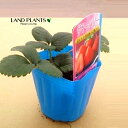 【ケース販売:28入】 イチゴ(サマーベリー) 3号 プラスチック苗 28鉢 Strawberry