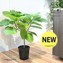 ウンベラータ 苗木(自然樹形) 7号 プラスチック ポット苗 1鉢 H90cm程度 床置きサイズ 大型 フィカスウンベラータ ゴムの木 ゴム Ficus umb...