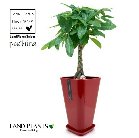 パキラ（編込み）1鉢 7寸 赤色 ジェナ スクエア型 トール プラ鉢 【受皿＋バークチップ】 H90cm〜100cm Pachira