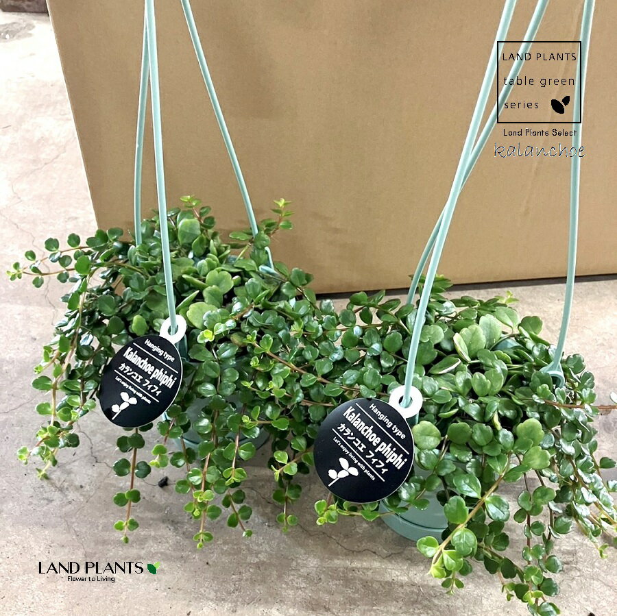 【ケース販売：8入】 カランコエ （フィフィ） 8鉢 3.5号 吊り鉢 プラスチック製 多肉 多肉植物Kalanchoe