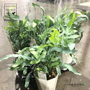 【ケース販売：6入】 フレボディウム（ブルースター） 5号 プラスチック鉢 6鉢 オーレウム Phlebodium aureum 'bluestar'