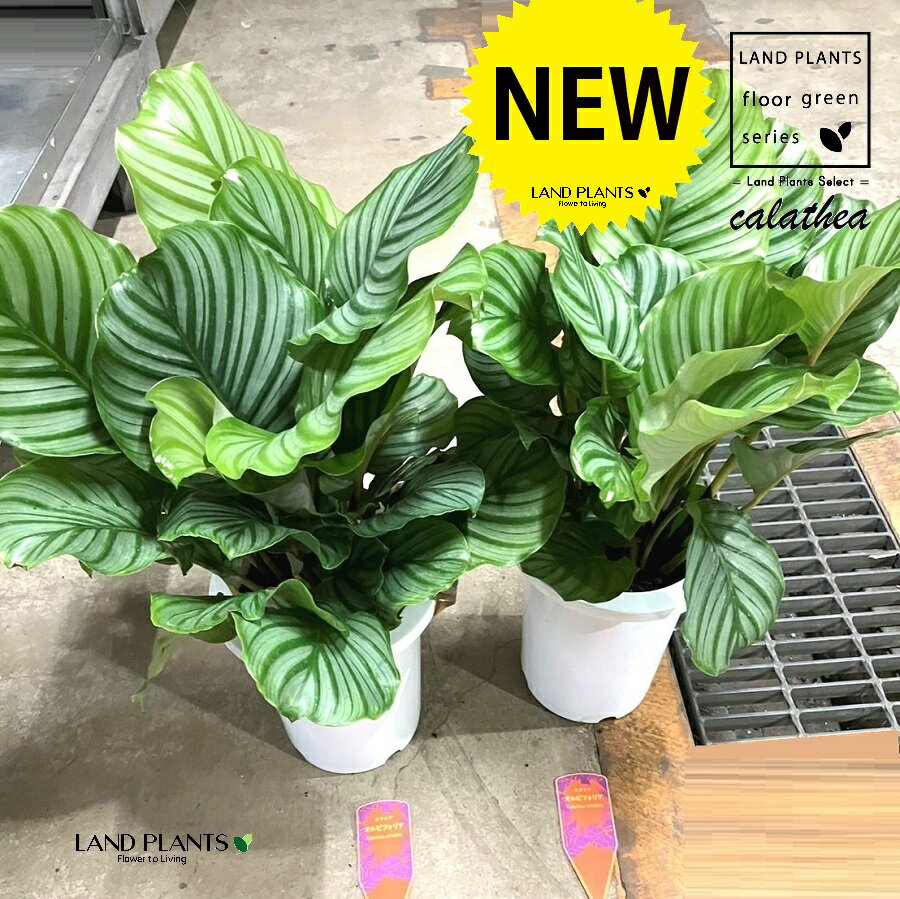 カラテア（オルビフォリア） 7号 プラスチック製 1鉢カラテアオルビフォリア calathea orbifolia