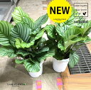 JeAiIrtHAj 7 vX`bN 1JeANeieZg[T calathea orbifolia