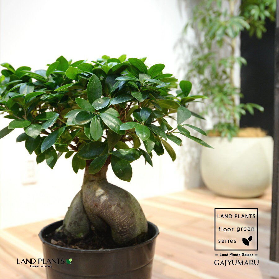 楽天市場】観葉植物 極太ガジュマルの通販 楽天市場】観葉植物 極太ガジュマルの通販