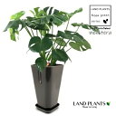 モンステラ(アダンソニー) 7号 角型 プラスチック鉢 ジェナ 黒色 1鉢 ホウライショウ Monstera