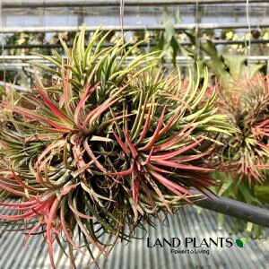 󥸥ʥʥ󥿡 ߤ ܡΩ 1ȭ ץ ץ ϥʥʥʥ Tillandsia ionantha 250