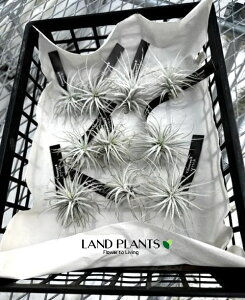 【ケース販売:10入】 チランジア(テクトラム) Sサイズ 苗 10株 エアープランツ エアプランツ ティランジア Tillandsia tectorum