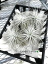 `WAieNgj LTCY c 1 GA[vc GAvc eBWA Tillandsia tectorum