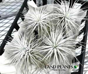 【ケース販売:4入】 チランジア(テクトラム) Lサイズ 苗 4株 エアープランツ エアプランツ ティランジア Tillandsia tectorum