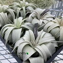 yP[X̔F6z `WAiLZOtBJj LTCY c 6 GA[vc GAvc eBWA Tillandsia xerographica