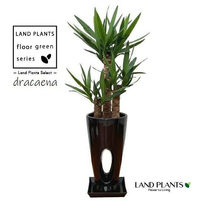 ドラセナ7号ホールデザインスリム陶...