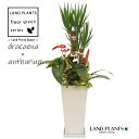 ドラセナ(ユッカ×白アンスリウム)寄せ植え 10号 スクエア型 スリム陶器鉢 白色 1鉢 【プラスチック製受皿】尺 尺鉢 ユッカエレファンティペス エレファンティペス dracaena