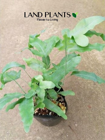 【ケース販売：15入】 フレボディウム（ブルースター） 3号 プラスチック鉢 15鉢 オーレウム Phlebodium aureum 'bluestar'