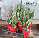 【ケース販売：10入】 サンセベリア（スパーバ） 3.5号 プラスチック鉢 10鉢 サンスベリアスパーバ sansevieria