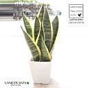 TZxAiXp[oj 3.5 vX`bN 1 TXxAXp[o sansevieria