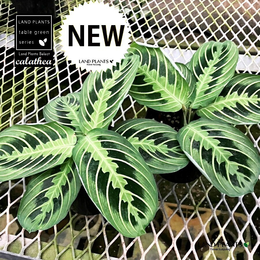 カラテア（マランタ：レモンライム） 3.5号 ポット苗 1鉢カラテアマランタレモンライム 観葉植物 calathea